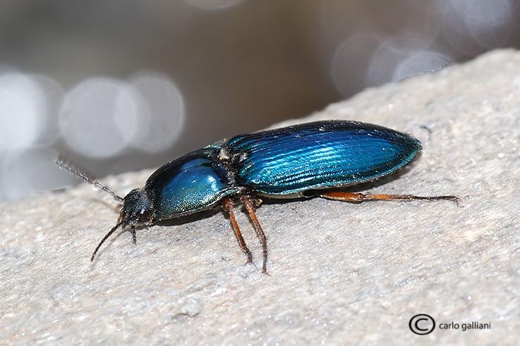 Identificazione - Selatosomus aeneus